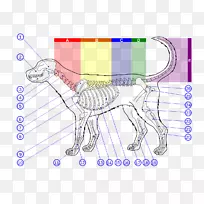 狗解剖脊柱胸椎-狗