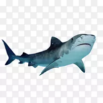 png图片饥饿鲨鱼进化剪贴画大白鲨锤头鲨鱼饥饿鲨鱼艺术