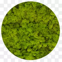 驯鹿苔藓Стабилизированныймохyagel绿色苔藓