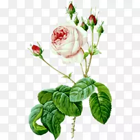 玫瑰插图画苔藓玫瑰艺术
