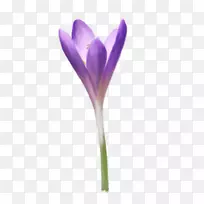 藏红花紫植物茎草本植物.番红花