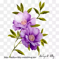 水彩画：花卉摄影.xchng水彩画-花