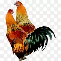 公鸡普利茅斯石鸡肉鸡png图片罗曼布朗法国公鸡2018年