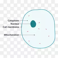 细胞Cèl·Lula动物生物图