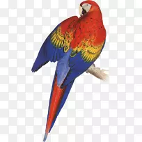 鹦鹉科图解，或鹦鹉鸟、小鹦鹉、红冠鹦鹉鸟