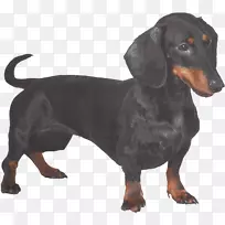 奥地利黑色和棕褐色猎犬波兰猎犬Smaland猎犬-daschund