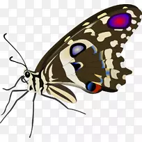 帝王蝶，昆虫，刷子，蝴蝶，动物-蝴蝶