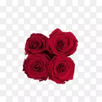 花园玫瑰红花盒切花