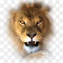 狮子虎豹猫科狮子