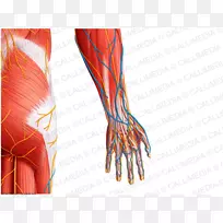 拇指神经肌髋关节臂