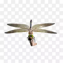 蜻蜓图像存储.xchng象素摄影-蜻蜓