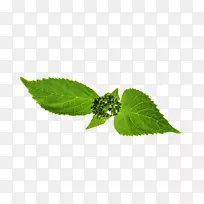 叶托叶植物茎植物中草药-叶