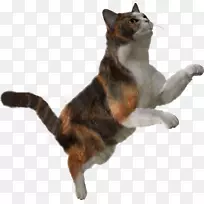 暹罗猫波斯猫png图片剪辑艺术小猫
