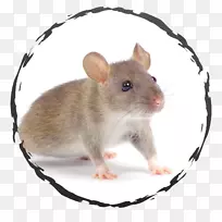 大鼠类，哥伦比亚害虫防治公司，大鼠灭鼠公司。-老鼠