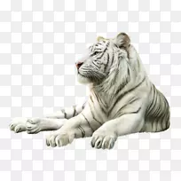 虎狮猫灰狼动物虎