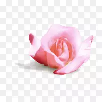 花园玫瑰，卷心菜，花瓣，切花，粉红色，m-3d粉红色