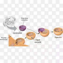 溶酶体植物细胞过氧化物酶体囊泡