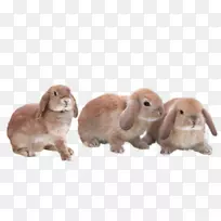 家养兔透明兔子毛皮兔