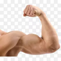 肌肉瘦体蛋白人体运动二头肌图标