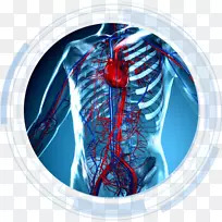 循环系统心脏解剖人体心血管疾病-心脏