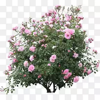 灌木花园玫瑰花