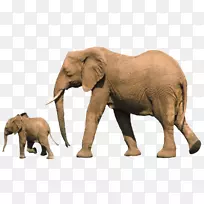 非洲灌木象小象亚洲象幼象