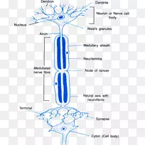 神经元神经递质突触轴突反射-神经结构