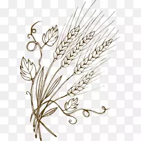 图形小麦大麦插图麦芽-小麦