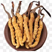 毛毛虫真菌虫草png图片图像蘑菇