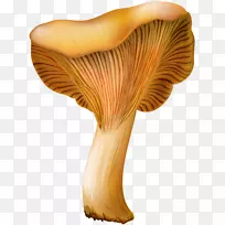 杏鲍菇食用菌夹艺术png网络图.蘑菇