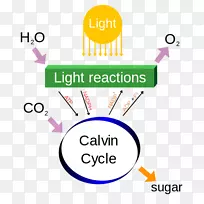 光合作用过程代谢植物光依赖反应天然光源