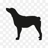 黑褐色短尾马犬种骡子马