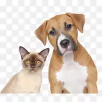 狗猫关系宠物兽医-猫