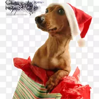 圣诞礼物狗祝节日-礼物