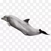 图库溪普通宽吻海豚png图片条纹海豚