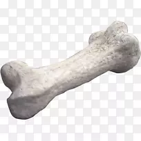 迷惑龙恐龙化石