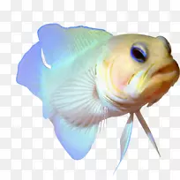热带鱼下载png网络图片adobe Photoshop-鱼缸