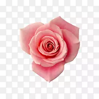 花园玫瑰沙滩玫瑰静物：粉红色玫瑰形象-花朵