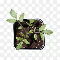 樱桃番茄叶植物形象你的室内花园-植物生长