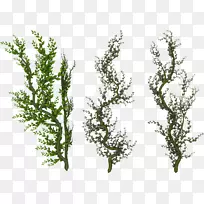 作者酒爱山苍兰灌木丛青大麦