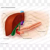 肝转移性胆管胆囊癌-肝细胞癌
