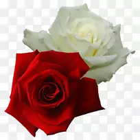 花园玫瑰，png图片，约克红锦缎玫瑰白色玫瑰-玫瑰