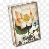圣莲花，草本植物，静物画框-神圣莲花
