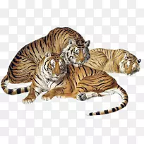 TIGER剪贴画png图片图像gif-Tiger
