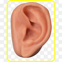 耳耳廓治疗针刺反射解剖学-耳