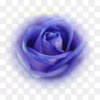 蓝玫瑰花园玫瑰卷心菜玫瑰花瓣薰衣草玫瑰
