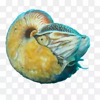 头足类(Allonautilus Scrobculatus)活化石生物学