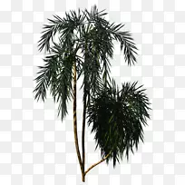 亚洲棕榈属植物