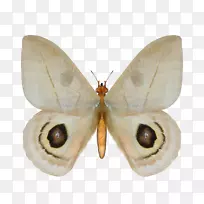 蝴蝶蚕图像插图昆虫蝴蝶