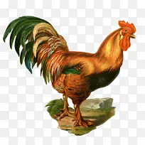 鸡汉堡鸡夹艺术形象家禽-鸡素描
